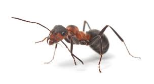 When it comes to protecting your home, you need a pest control guy that knows what to look for! Willie S Pest Control Inc Offers Pest Control Services In Denham Springs La