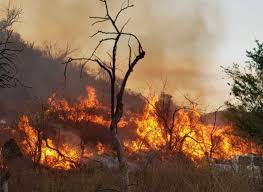 El biólogo federico kopta alertó sobre la falta de una política de prevención y alerta temprana de incendios. Jgf2orngkijk0m