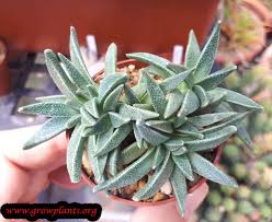 Image result for Nananthus