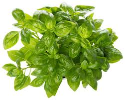 Herbs & spices, recipes, spice blends, products, extracts Kenya Basil Exporters Suppliers Good Market Prices