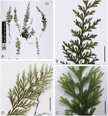 Image result for Crepidomanes chevalieri