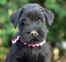 We raise exceptional quality miniature schnauzers. Black Standard Schnauzer Puppies On The Way Adventures In Black Standard Schnauzers