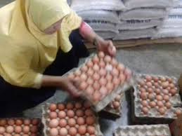 Telur ayam beku berasal dari telur ayam segar yang dipecahkan. Ibu Rumah Tangga Di Karawang Buru Telur Ayam Pecah