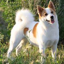 Norrbottenspets (norrbottenspitz) is a tenacious and lively dog, which was initially developed in sweden. Norrbottenspets Dog Breeds Spitz Type Dogs Purebred Dogs