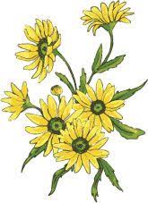 Karena bunga ini dikenal tumbuh ke arah matahari. 72 Bunga Matahari Ideas Sunflower Sunflower Drawing Sunflower Art