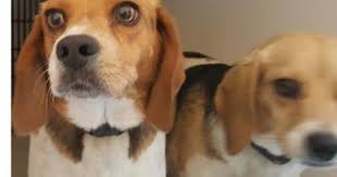 Full Grown Black And Brown Beagle Animal Id T35368709 R Nspecies Tdog R Nbreed Tbeagle Beagle Beagle Dog I Love Dogs