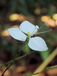 Image result for Aneilema