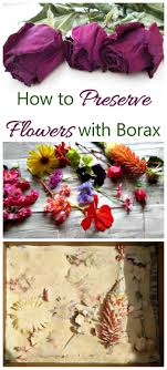 The flowers are preserved using either drying or resin, depending on preference, and additional touches such this is the perfect way to preserve a bouquet or multiple flowers together. Preserve Flowers With Borax Tips For Best Results The Gardening Cook Dried Flowers Diy How To Preserve Flowers Dried And Pressed Flowers