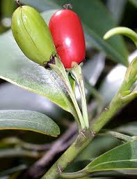 Image result for Nectaropetalum