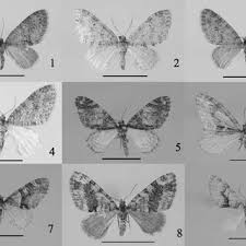 Image result for Trichopteryx