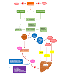 Life after sepsis what are the first steps in recovery? Update On Diagnosis And Management Of Sepsis In Cirrhosis Current Advances