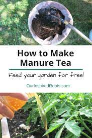 How To Make Organic Fertilizer Manure Tea For A Thriving Garden Manure Tea Manure Organic Fertilizer
