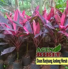 Tanaman yang berasal dari afrika selatan ini memiliki harga yang amat sangat fantastis. Jual Jual Bibit Tanaman Hias Murah Tanaman Hias Daun Hanjuang Andong Merah Bibit Pohon Unik Best Seller Di Lapak Dana Bibit Unggul Bukalapak