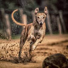 Starring tom hanks, greyhound premieres july 10 on the apple tv app. Greyhound