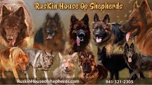 Ruskin House Of Shepherds Akc Registered German Shepherd Breeders In Florida
