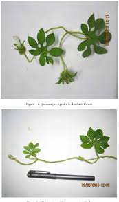 Image result for Ipomoea pes-tigridis