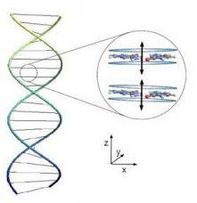 Quantum Entanglement Holds Dna Together Say Physicists Quantum Entanglement Quantum Physics Theoretical Physics