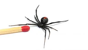In hospital his doctor joked couldn't do any sexual activity for a month. Redback Spider Bite Australia Wide First Aid