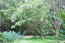 Image result for Rothmannia globosa