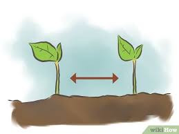 Maybe you would like to learn more about one of these? How To Grow Kidney Beans With Pictures Wikihow