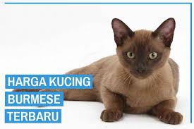 Kucing siam sendiri adalah salah satu ras kucing pertama yang telah diakui dengan jelas sebagai kucing berikan obat kutu juga agar bulu kucing terhindar dari kutu kucing. Update Harga Kucing Burmese Terbaru 2021 Kucingklik Com