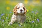 Cocker Spaniel, American For Sale in Virginia - Hoobly ...