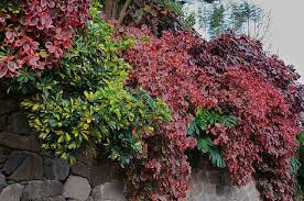 Image result for Acalypha manniana