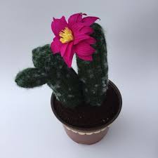 Orgu Kaktus Cactus Plants Plants Cactus