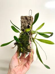 Image result for Bulbophyllum fuscum