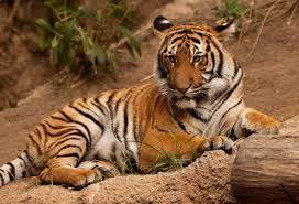 The scientific name of the malayan tiger is panthera tigris jacksoni. Wallpaper Tigers Big Cats Animal