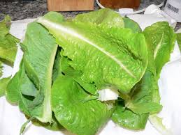 Romaine Lettuce Bolting Creativeartworksblog