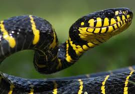 Snake Day 81 In 2020 Snake Black And Yellow Snake Sea Snake