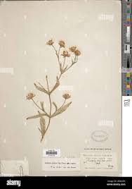Image result for Guizotia scabra