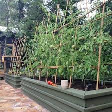 Tuteurs A Tomates Treillis Faits Maison Types Conseils Et Astuces Jardins Potagers Soulevees Jardinage Potager Et Idees Jardin
