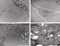 Image result for Pavetta pygmaea