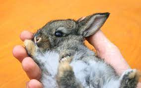 Shop our amazing collection of kids & baby online and get free shipping on $99+ orders in canada. Don T Buy A Bunny On An Impulse News San Diego County News Center