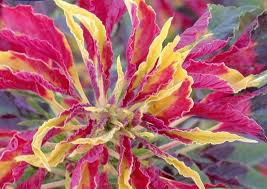 Osram dulux l led hf. W K Puce Osram 9w 6000 K Eclairage Led Plafonnier De Techo6 W Popp Pack De 2 Plafonniers Led Extra Plat Carre Blanc 12 W 9 W W 6000 K