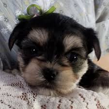 How much are morkie puppies for sale in florida? 1 Morkie Puppies For Sale In Florida Uptown