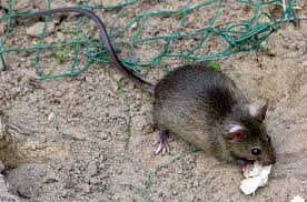 Die menschen selbst bereiten den ratten im zeitalter von fast food und massentourismus einen reichlich gedeckten tisch. In Krefeld Leben Bis Zu Eine Million Ratten