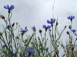 Free Image On Pixabay Flower Blue Nature Cornflower Nature Cornflower Trees To Plant