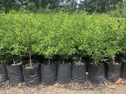 Image result for Coffea racemosa