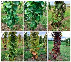 Image result for Grapevine leafroll virus