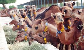 Buy al nassma camel milk chocolates online in dubai, uae from joi. Camel Milk In Abu Dhabi Restaurants Time Out Abu Dhabi