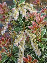 The foliage is softly variegated, green with cream margins and a hint of pink. Andromede Du Japon Little Heath Variegata Pieris Japonica Little Heath Variegata Le Jardin Du Pic Vert