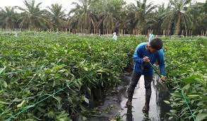 Memang sektor perladangan kelapa sawit ada kekurangan tenaga kerja sampai tahap di sabah dekat 80.000, tapi ini anggaran yang tidak official. Ladang Cili Dua Beranak Harian Metro
