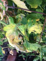 Image result for tomato seedling fusarium wilt