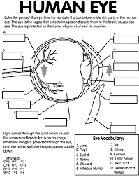 Search through 623,989 free printable colorings at getcolorings. Human Eye Coloring Page Crayola Com