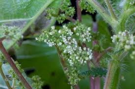 Image result for Laportea aestuans