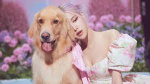 Best 3840x2160 dog wallpaper, 4k uhd 16:9 desktop background for any computer, laptop, tablet and phone. Rose Blackpink Ice Cream Dog 4k Wallpaper 3 2732