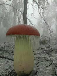 Was Fur Ein Naturereignis Pflanzen Pilze Pflanzenwelt